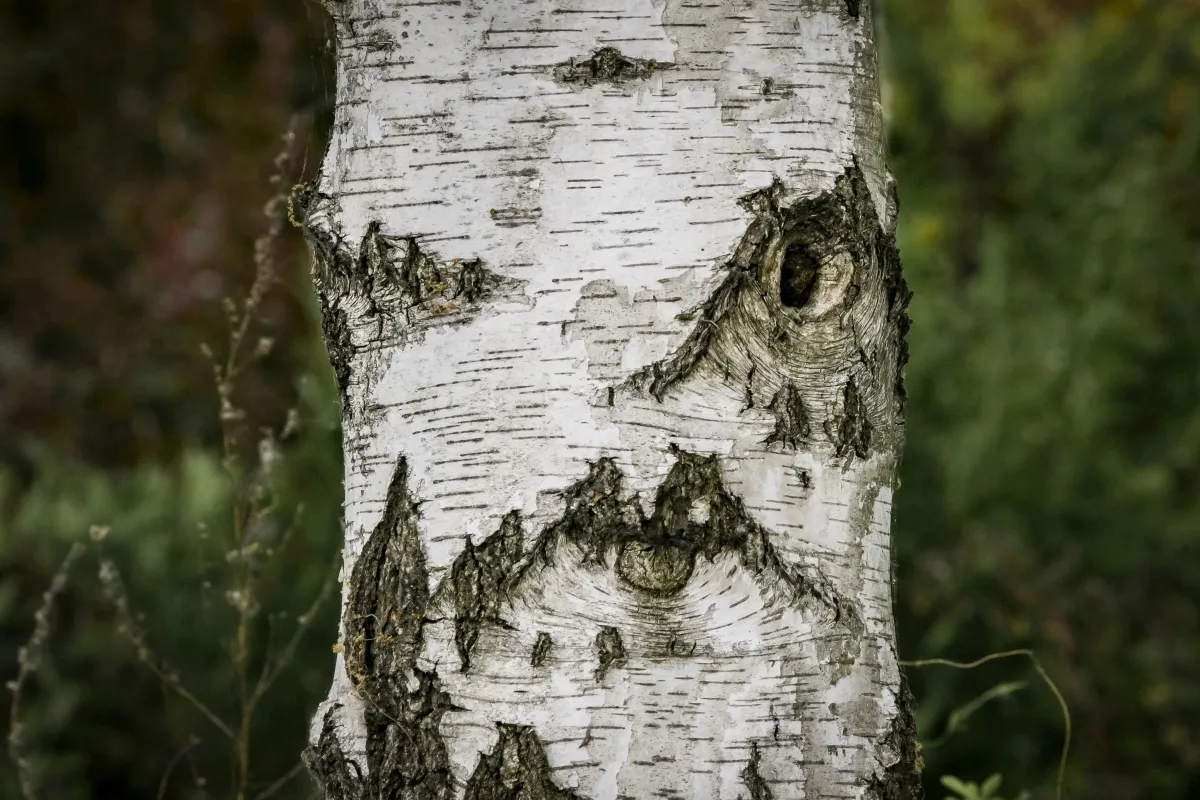 Birch tree trunk with knots and bark forming a face-like expression